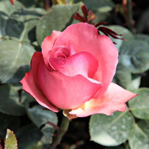 Rosa Succes Fou™ - roz - Trandafir copac cu trunchi înalt - cu flori teahibrid - coroană dreaptă